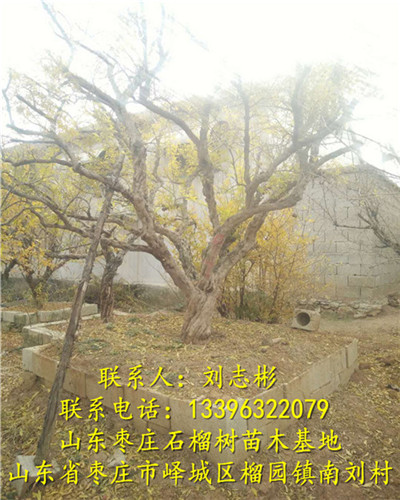 石榴树基地、石榴树产地、石榴树批发、出售石榴树 