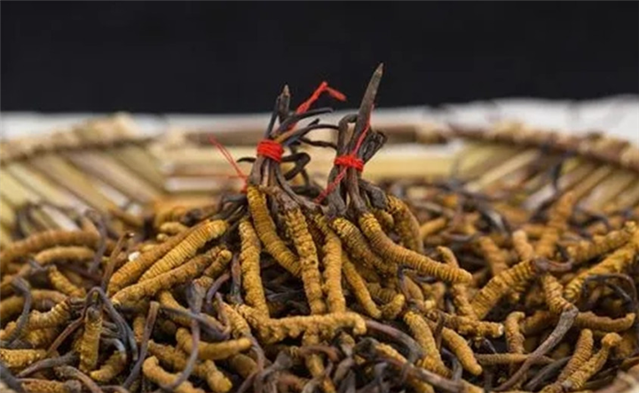 昆明回收虫草