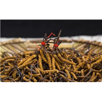 昆明回收虫草