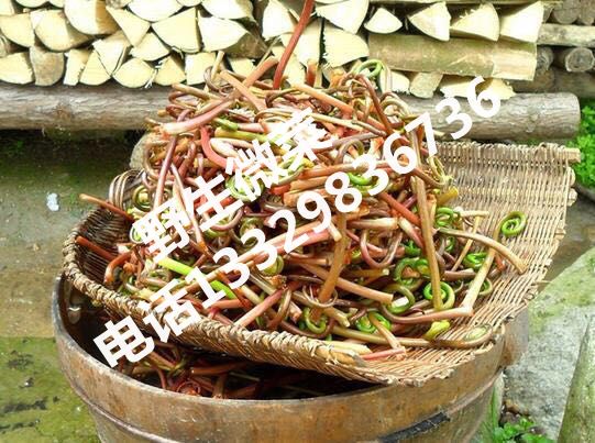 野生薇菜|野生微菜批发|湖北野生微菜