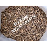 野生羊肚菌一斤多少钱|野生羊肚菌批发