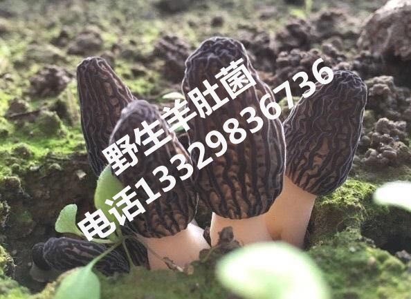 野生羊肚菌|恩施野生羊肚菌