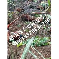 野山鸡批发|野生七彩山鸡|湖北山鸡