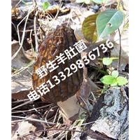 野生羊肚菌价格}湖北野生羊肚菌