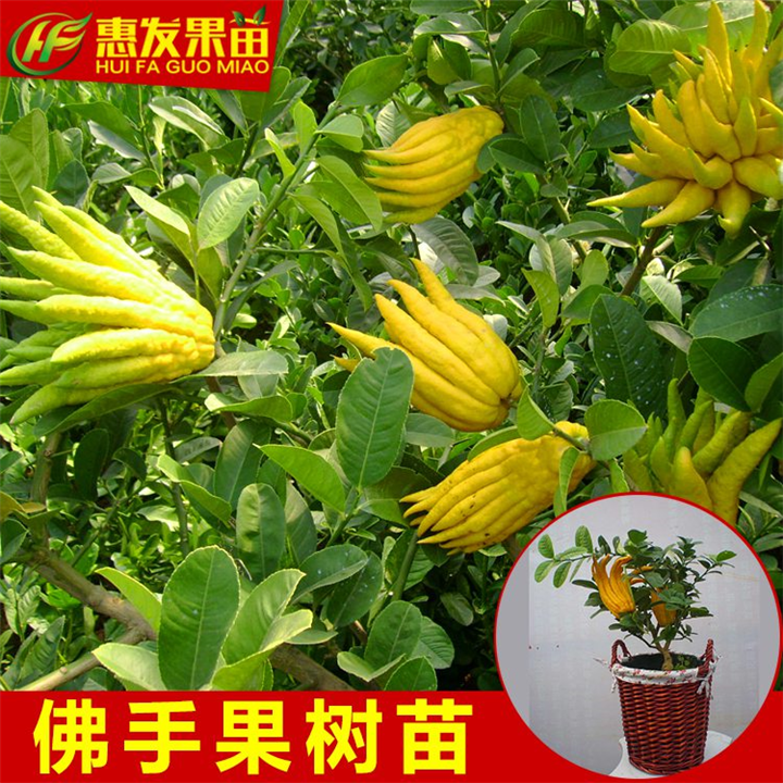 增城佛手苗，广州佛手苗，广东佛手苗批发 