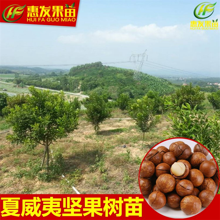 澳洲坚果苗，广东澳洲坚果苗，广东澳洲坚果苗批发 