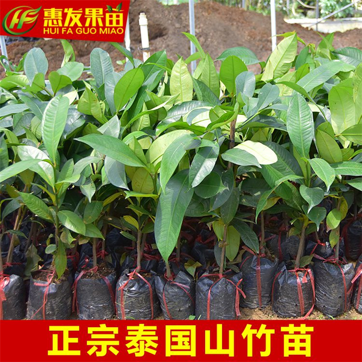 泰国山竹苗价格，惠州泰国山竹苗，广东果树苗 