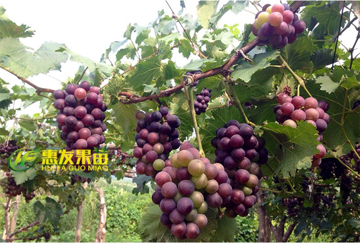 广东葡萄苗、东莞葡萄苗、夏黑葡萄苗价格 