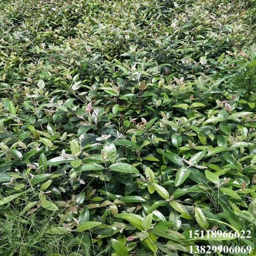 惠州捻子苗基地，广东捻子苗，广东果苗 