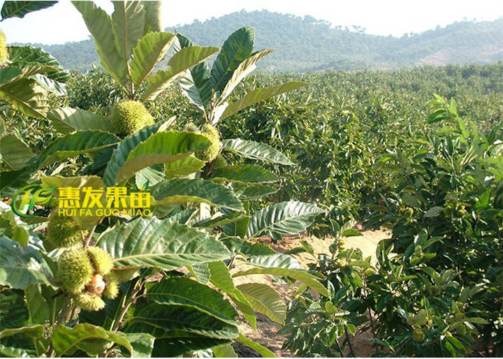 东莞板粟苗，批发板粟苗，广东果苗基地 