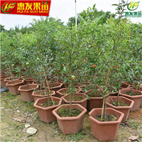 石榴苗怎么卖？哪里有石榴苗出售？ 