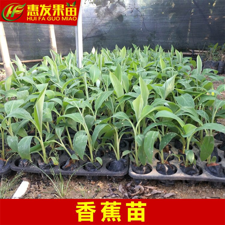 惠州香蕉苗基地，惠州香蕉苗批发、惠州果苗 