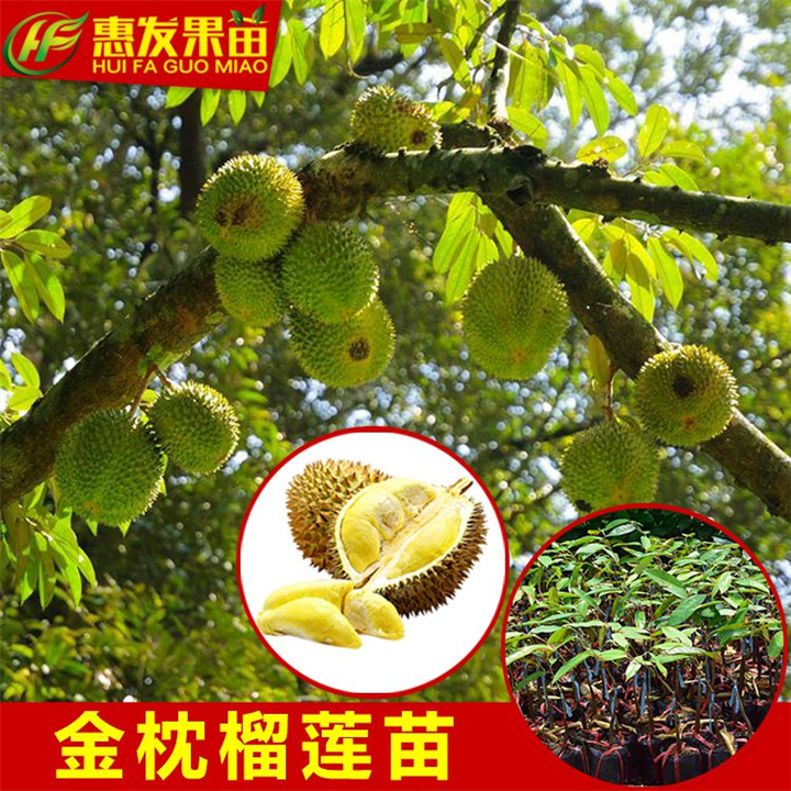 泰国金枕榴莲蜜苗价格，惠州泰国金枕榴莲蜜苗基地 