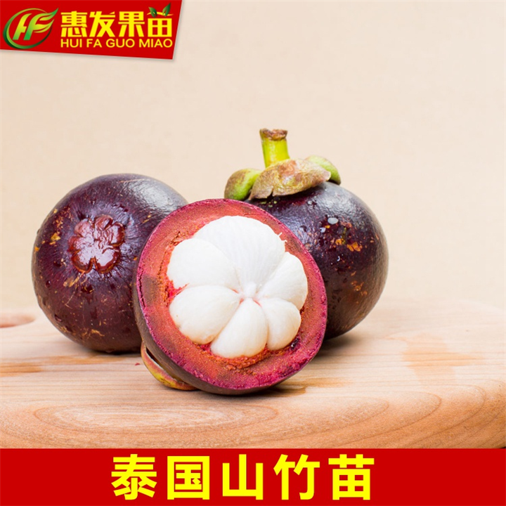 泰国山竹苗，广东泰国山竹苗，惠州泰国山竹苗 