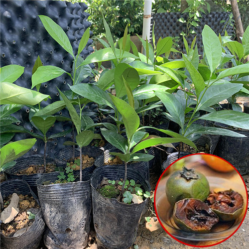 河源黑柿子巧克力柿苗基地