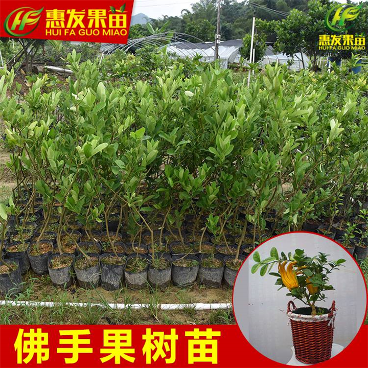 批发佛手苗，佛手苗价格，惠州佛手苗，惠城区佛手苗 