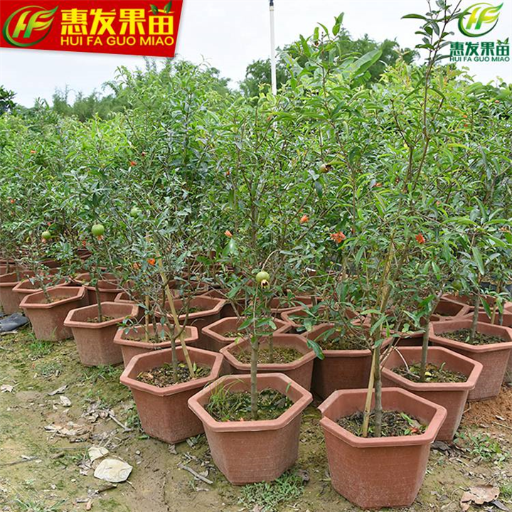 石榴苗怎么卖？哪里有石榴苗出售？ 