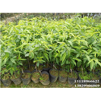 批发水蜜桃苗、惠州水蜜桃苗、广东水蜜桃苗 