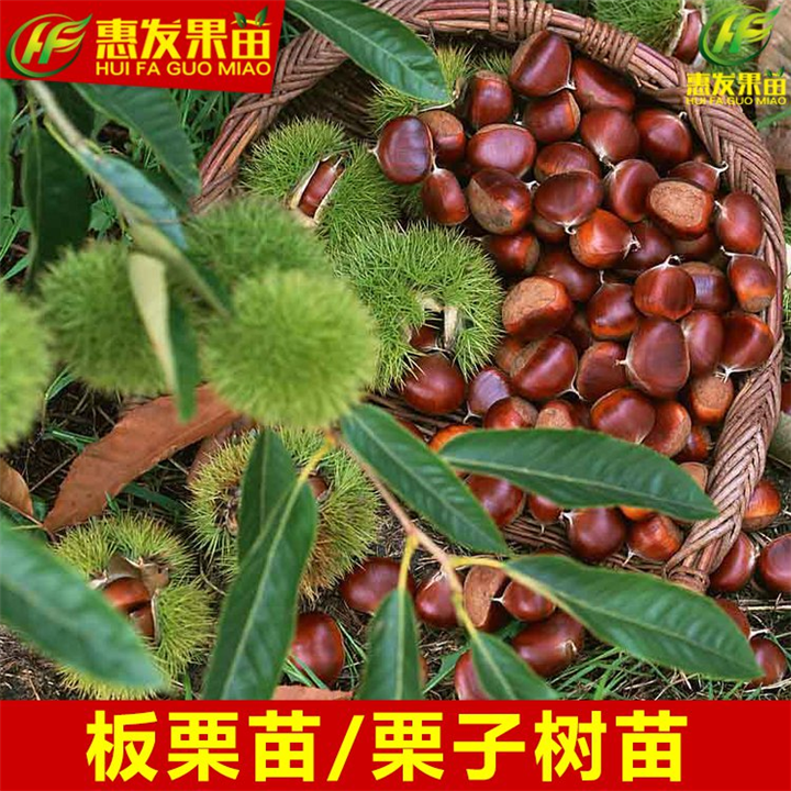 板粟苗价格，广东板粟苗，深圳板粟苗 
