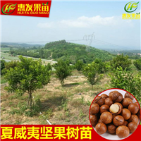 澳洲坚果苗，广东澳洲坚果苗，广东澳洲坚果苗批发 