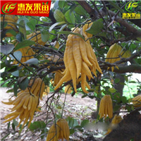 供应佛手苗-广东佛手苗-惠州佛手苗 