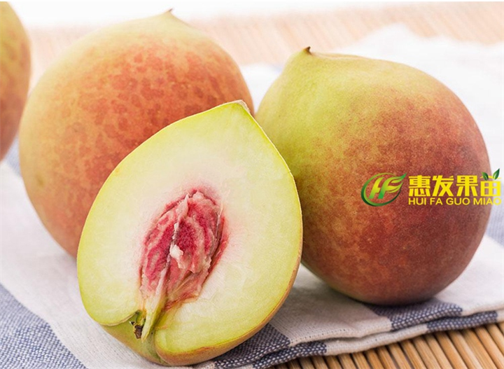 批发鹰嘴桃苗苗/哪里有鹰嘴桃苗卖/惠州鹰嘴桃苗 
