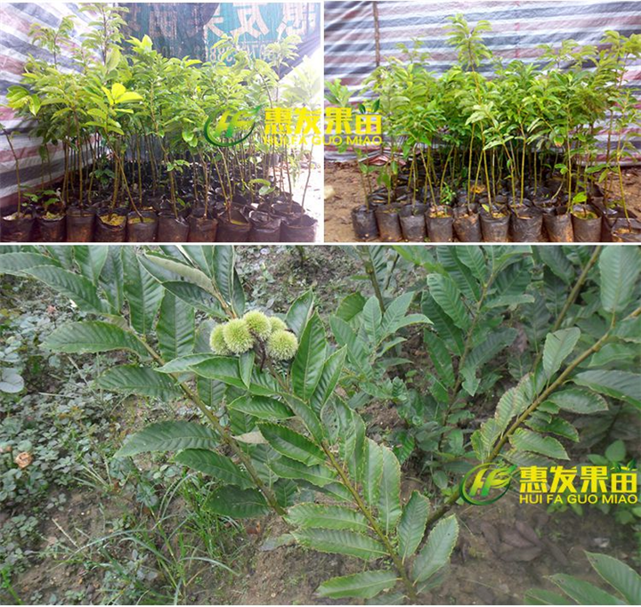 惠州板粟苗，广东板粟苗，广东果苗基地 