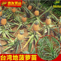 广东地菠萝（凤梨金钻菠萝）；广东地菠萝苗 