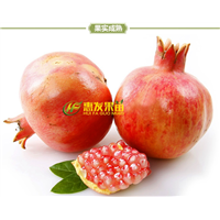 广东石榴苗基地，广东石榴苗，大亚湾石榴苗 