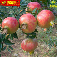 增城石榴苗，广州石榴苗，广东石榴苗基地 