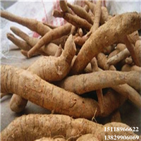 惠州牛大力苗批发，惠州牛大力种子苗 