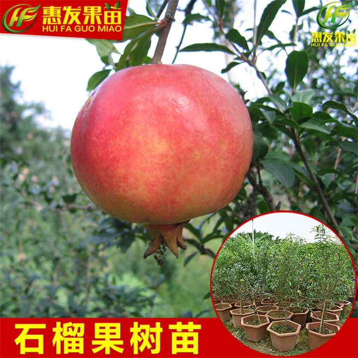 广东石榴苗，惠州石榴苗，惠州果苗 
