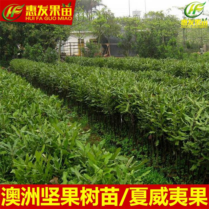 批发澳洲坚果苗，惠州澳洲坚果苗，惠城区果苗价格 