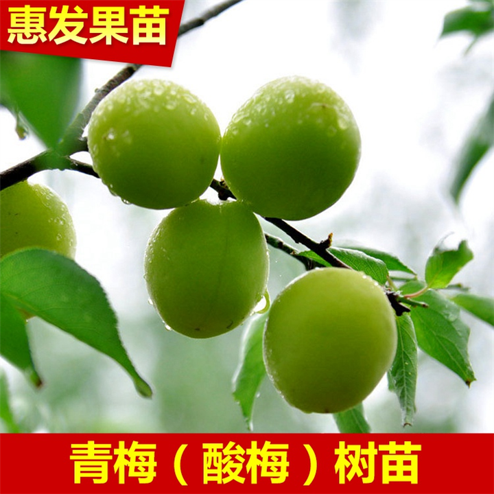 惠州青梅苗批发，惠州青梅苗，惠州果苗 