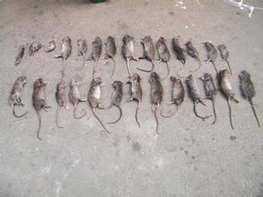 兰州杀虫/兰州灭蟑螂/兰州超市灭鼠1