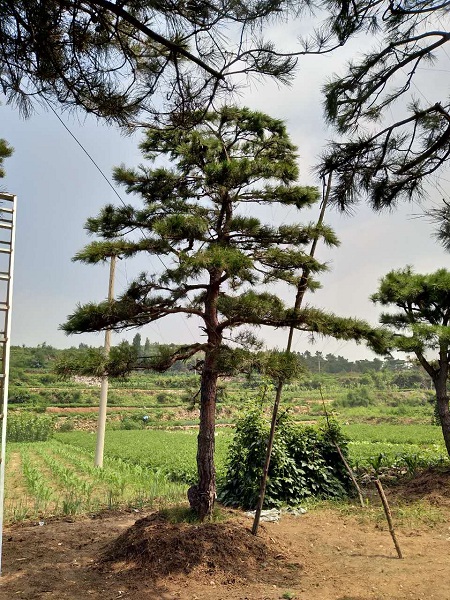 造型油松|造型油松价格|造型油松基地 