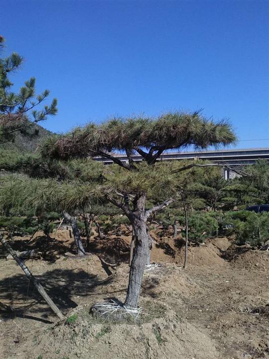 山东景观松 