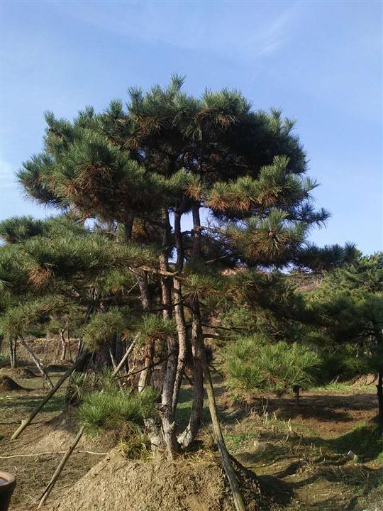 山东景观松 
