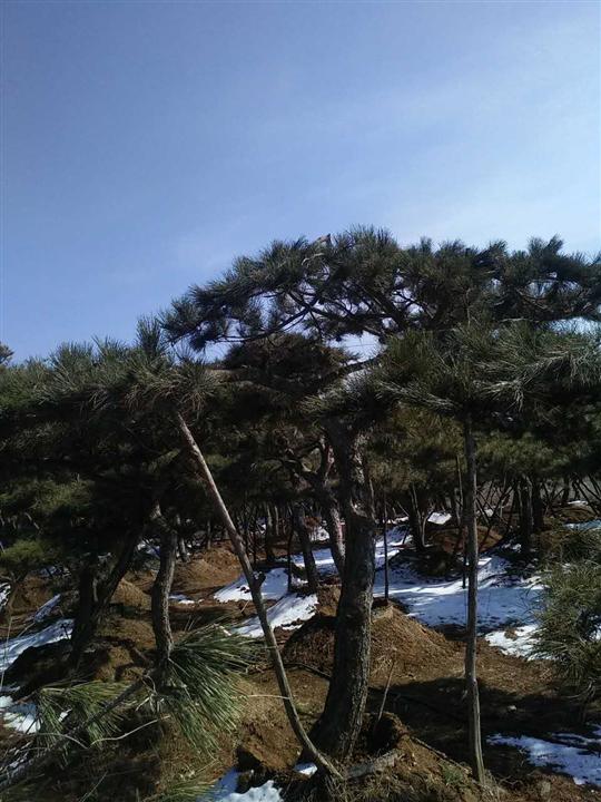 山东造型松 