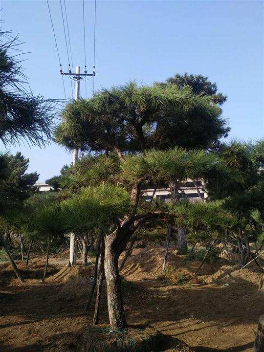 莱芜景观松 