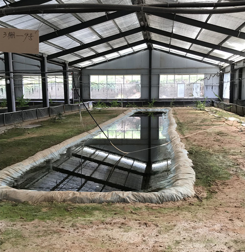 养殖雪蛤挣钱吗