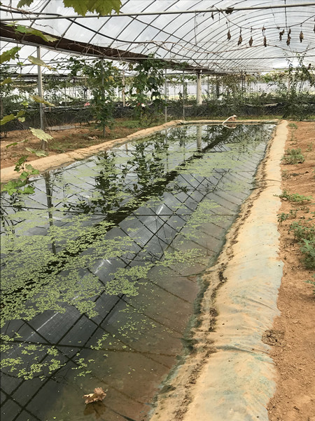 临沂林蛙一只多少钱