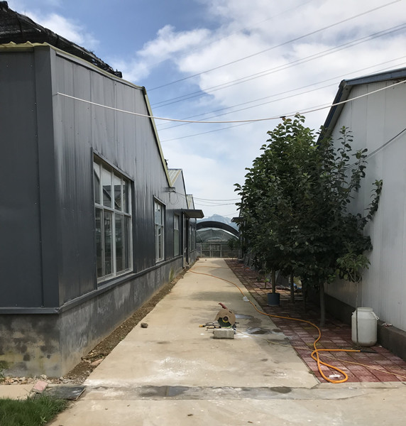 临沂林蛙油批发