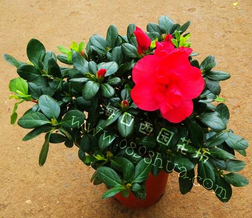 杜鹃大花杨枚红色 