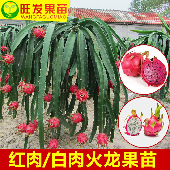 淡水火龙果苗基地，淡水火龙果苗价格 