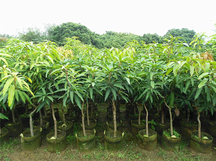 惠州芒果苗\淡水芒果苗\惠州果苗基地 