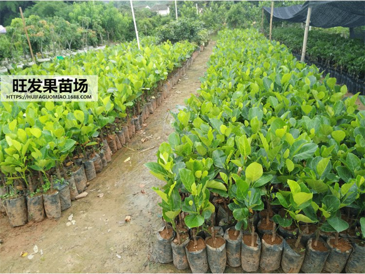 惠州果树苗，惠州树菠萝苗，龙门树菠萝苗 