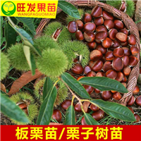 陈江板粟苗\惠阳板粟苗\惠州板粟苗基地 