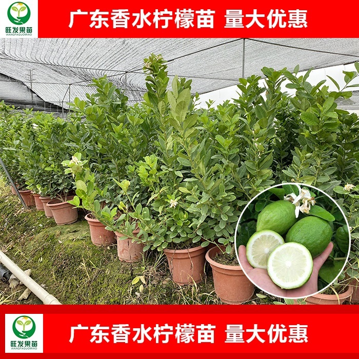 香水柠檬苗