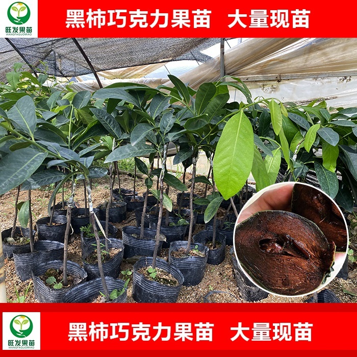 深圳黑柿巧克力果苗